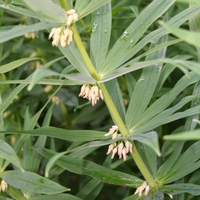 Polygonatum verticillatum 'Serbian Dwarf' Photo: A
